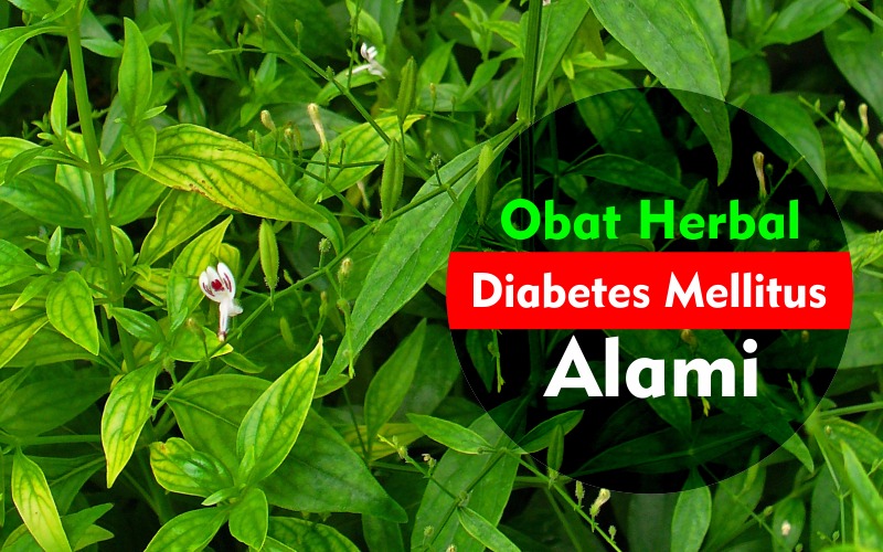 Obat Herbal Yang Aman Untuk Diabetes