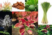 Jenis Obat Yang Sering Digunakan